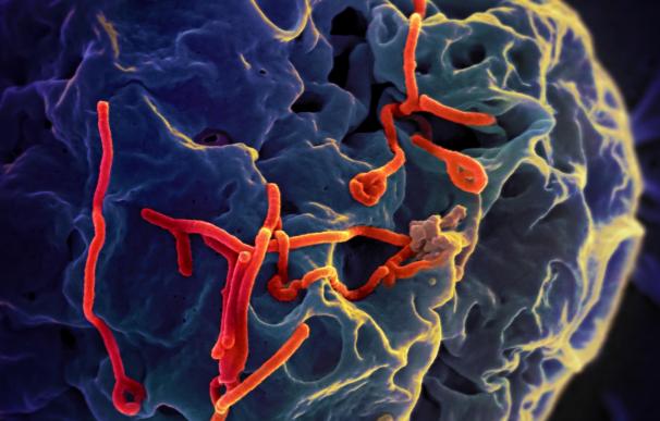 Un modelo de ordenador revela la ruta mortal del brote del virus de ébola