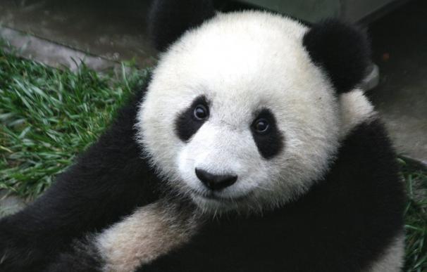 Muere Pan Pan, el oso panda más viejo del mundo