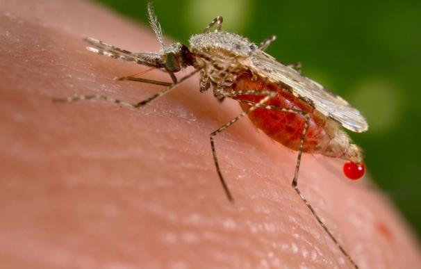 Científicos crean mosquitos que pueden introducir rápidamente genes que bloquean la malaria