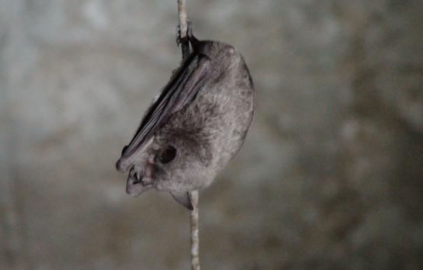 Una plaga de murciélagos aterroriza a un pueblo de EEUU ante la amenza de la rabia