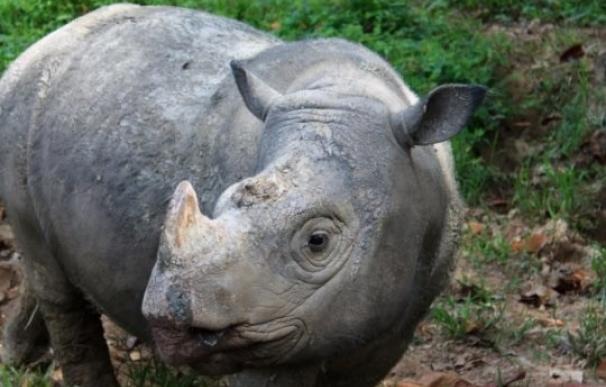 El rinoceronte de Sumatra, extinguido en Malasia