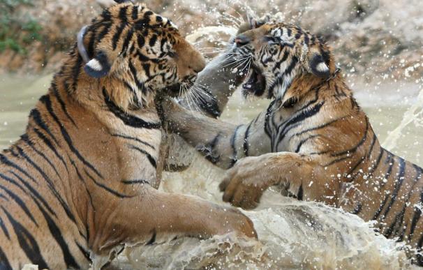 La población mundial de tigres ha caído hasta los 3.200 ejemplares, según WWF