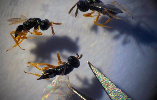 El genoma de las avispas parasitarias podría ayudar a combatir las plagas