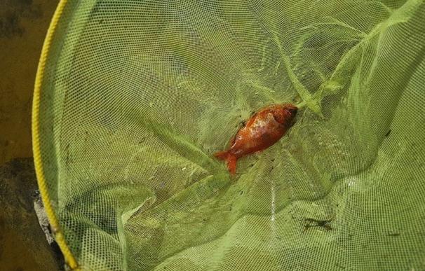 Encuentran un 'pez orado' originario de Asia oriental en una de las charcas de la Dehesa Municipal de Alpedrete