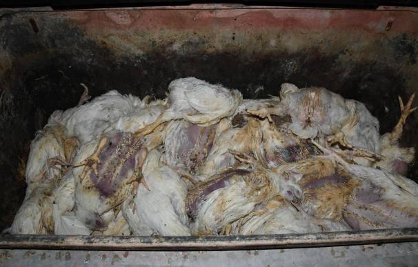 Igualdad Animal denuncia maltrato animal en granjas del segundo mayor productor de carne de pollo de Reino Unido