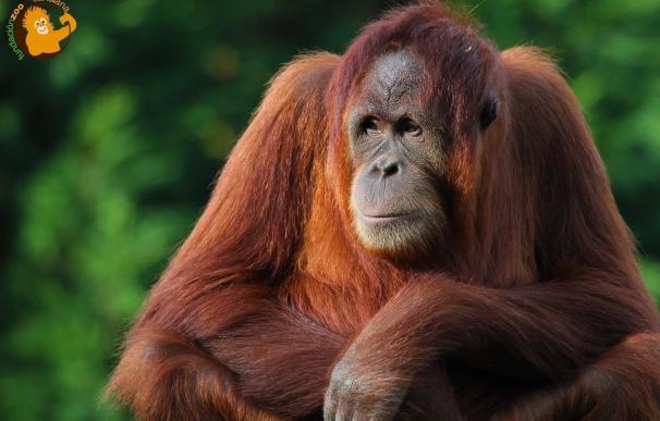 El Zoo de Santillana celebra mañana el 12 cumpleaños de la orangutana Victoria