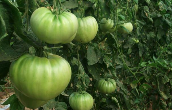 Un macroproyecto científico español producirá tomates con sabor a tomate