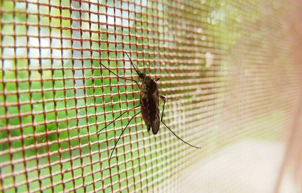 Anecpla advierte que los mosquitos matan cada año alrededor de 725.000 personas por las enfermedades que transmiten