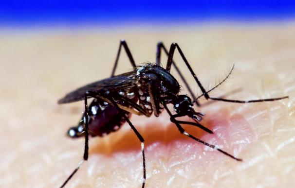 Besarse o compartir un tenedor no es suficiente para transmitir el virus del Zika