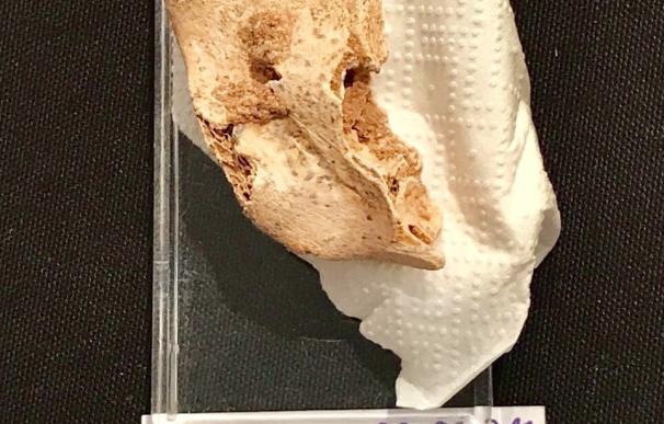 Hallan un fragmento de mandíbula de un nuevo neandertal en la Sima de las Palomas