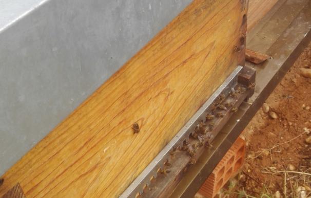 Aumentan un 20% las alergias graves por picaduras de avispas y abejas en la última década