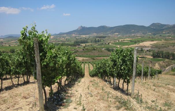 La Junta destina 650.144 euros para la reestructuración de cien hectáreas de viñedo en la última campaña