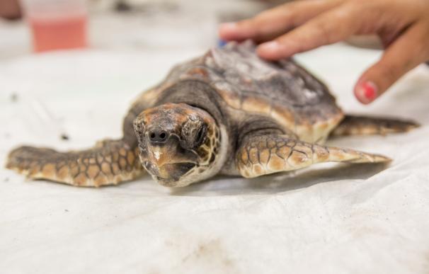 Las tortugas que nacieron hace un año en Sueca regresan al mundo marino en septiembre tras un programa de conservación