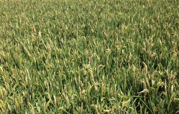 Unió de Pagesos alerta de pérdidas en la cosecha de arroz del Delta de l'Ebre (Tarragona)