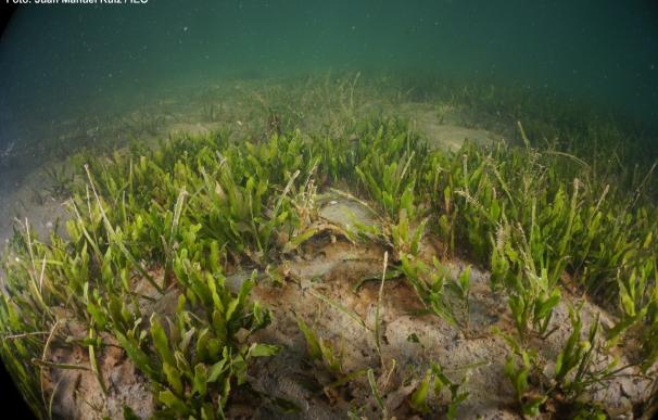 Científicos del IEO investigan el estado actual y posible recuperación de las praderas marinas del Mar Menor