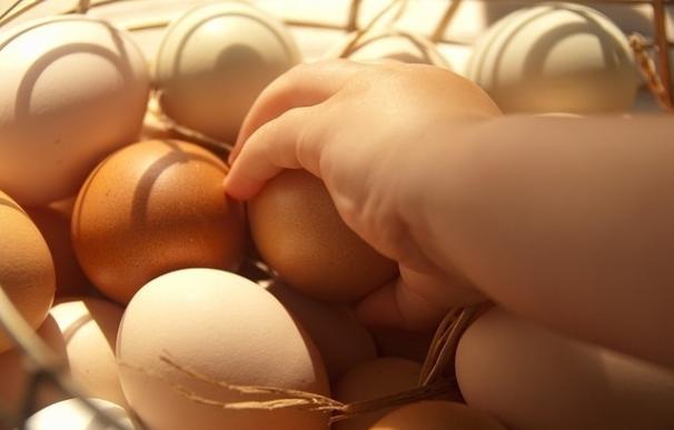 Facua pide a Sanidad que aclare si en España hay huevos contaminados por el insecticida friponil como en otros 7 países