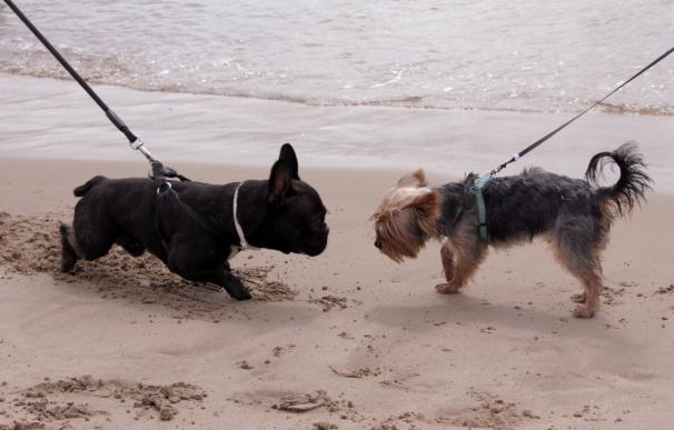 El número de visitantes a la playa canina de Pinedo aumenta un 32% en julio, hasta los 6.715 usuarios