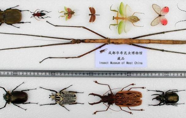 Crían en China el insecto más grande del mundo que mide 64 cm de largo