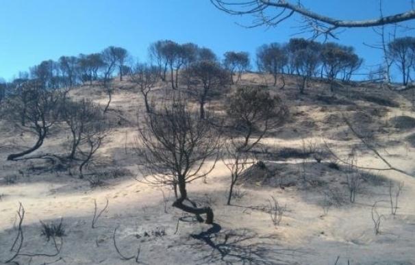 SEO/BirdLife denuncia que el fuego ha afectado al parque natural de Doñana aunque su "corazón" se ha salvado