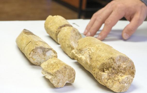 Investigadores de IE University hallan restos de un elefante prehistórico en Villabermudo (Palencia)