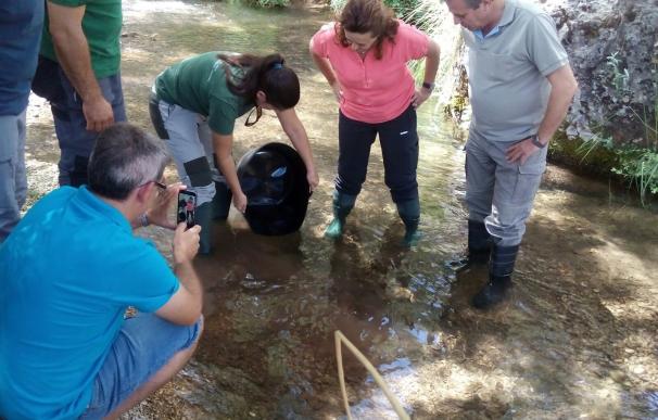 Liberados 5.000 ejemplares de trucha común en el río Guadalentín para su reproducción