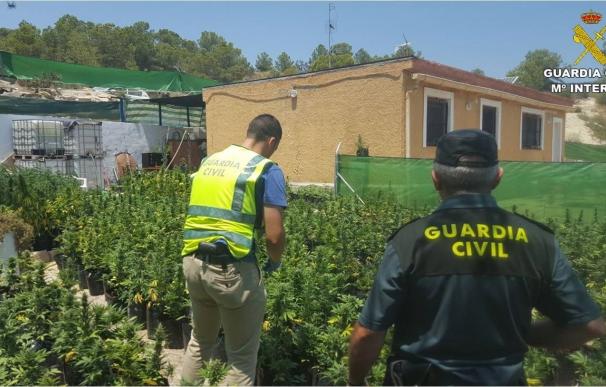 Seis detenidos por cultivar más de 2.200 plantas de marihuana en una finca de El Campello