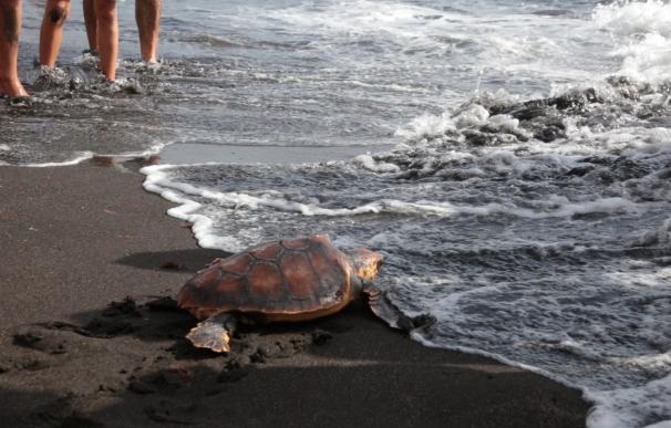 Devuelta al mar en Puerto de La Cruz (Tenerife) una tortuga herida rescatada hace seis meses en Gran Canaria
