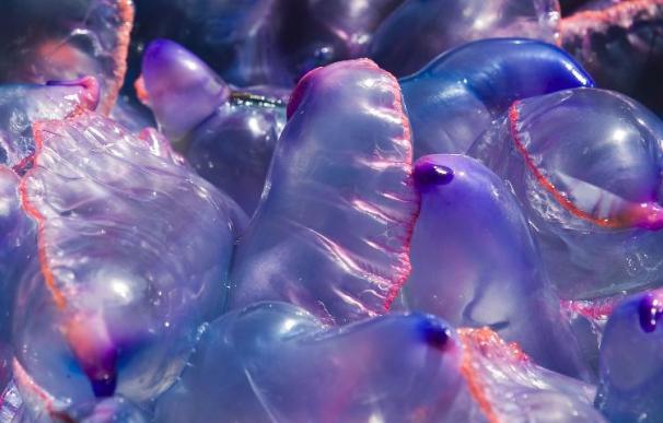 El CSIC confirma que la temperatura controla el ciclo de vida de las medusas