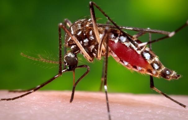 Científicos hallan en Brasil los primeros mosquitos 'Aedes aegypti' infectados con Chikungunya