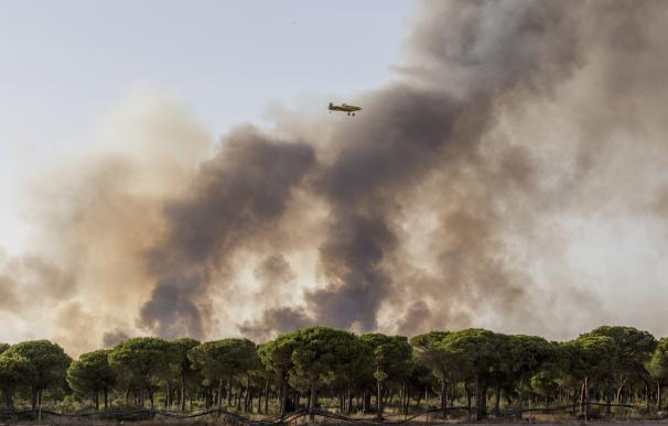 Miguel Delibes confía en que "la tragedia" tras el incendio sirva para "relanzar" Doñana