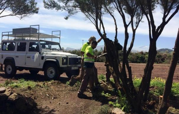 El Cabildo de Tenerife destina 664.000 euros a labores de limpieza para prevenir incendios forestales