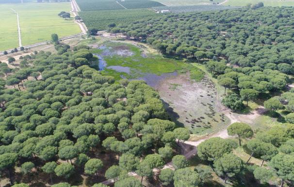 Heineken España retorna a Doñana más de 420 millones de litros de agua al restaurar varias humedales del espacio natural