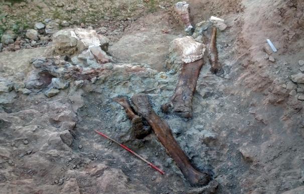 Hallan nuevos restos de dinosaurio de unos 125 millones de años en el yacimiento de Mas de Romeu de Morella