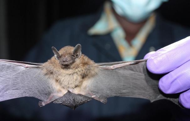 Los murciélagos, principal reservorio de coronavirus en todo el mundo
