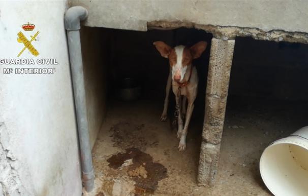 El Seprona rescata 18 perros que estaban en malas condiciones higiénico-sanitarias en Gran Canaria