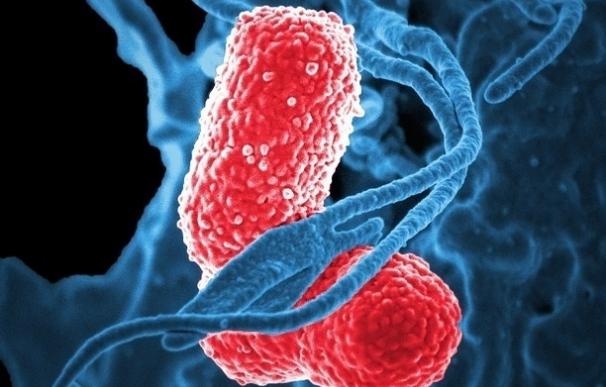 Un agente inspirado en enzimas de nuestro sistema inmunológico mata bacterias resistentes a los medicamentos