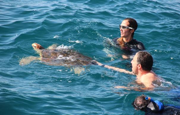 Sueltan una tortuga tras ser atendida en el Aula del Mar y expulsar restos de plástico y un tapón de botella