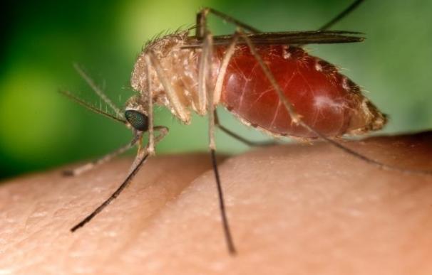 Así se estableció el Zika en Brasil