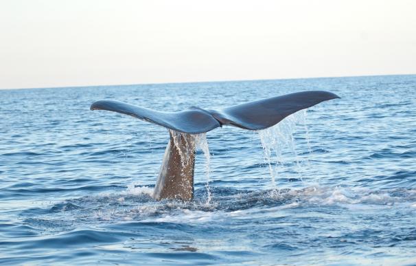 Cosméticos, pintura, cables, medicamentos o pintauñas, hallados en altas concentraciones en los cetáceos, según WWF