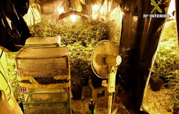 Hallan 600 plantas de marihuana cultivadas en una casa de Alicante