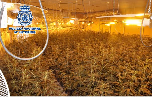 La Policía Nacional interviene 600 plantas de marihuana y detiene a dos personas