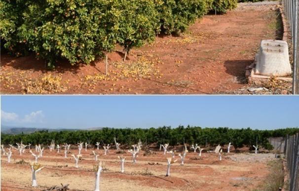 Los productores de mandarina orri detectan 13.670 árboles ilegales de esa variedad en Huelva y Sevilla