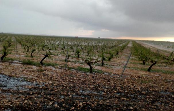 UPA afirma que las tormentas han afectado al 80% de las viñas de la Manchuela albaceteña y conquense