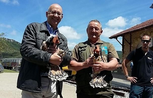 La Diputación reintroduce en Montaña Alavesa dos pollos de un águila amenazada para reforzar la población de estas aves