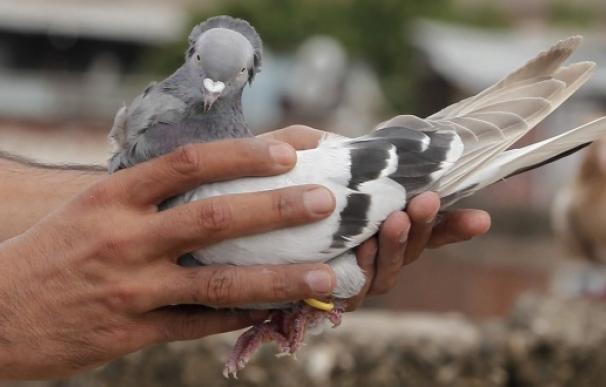 Halcón o paloma, una lucha ancestral por la supervivencia de la especie