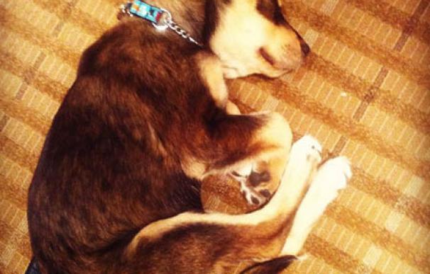 El perro de Selena Gomez casi muere por comer piedras