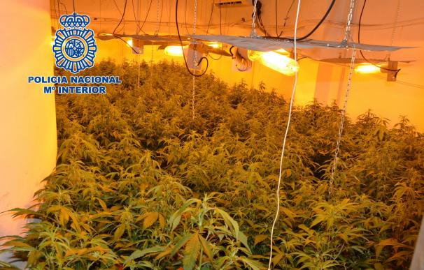 Detenidas dos mujeres y un hombre con 500 plantas de marihuana escondidas en un chalet de Molina