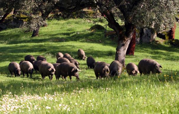 El 'lobby' de cerdos híbridos, y la ley... por qué vender jamón ibérico cuando no lo es
