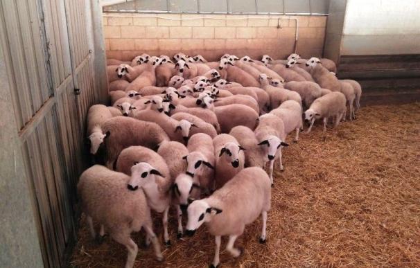 La Diputación de Soria reparte 109 ejemplares selectos de oveja ojalada para ayudar a su conservación