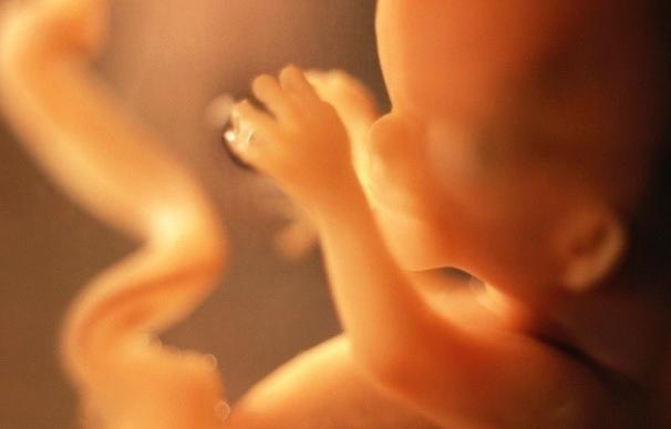 El feto es capaz de desarrollar respuestas inmunes a partir del segundo trimestre de gestación